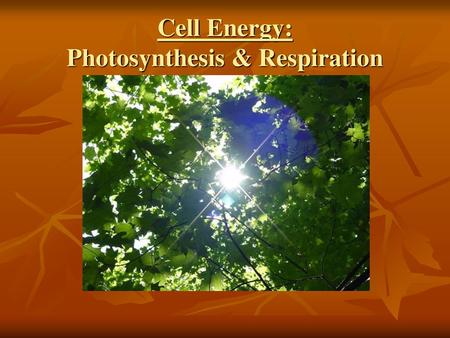 Cell Energy: Photosynthesis & Respiration