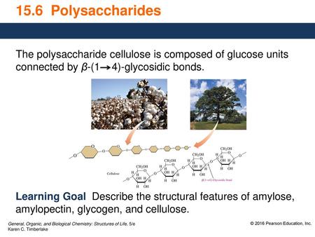 15.6 Polysaccharides The polysaccharide cellulose is composed of glucose units connected by β-(1 4)-glycosidic bonds. Learning Goal Describe the.