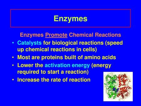 Enzymes Promote Chemical Reactions