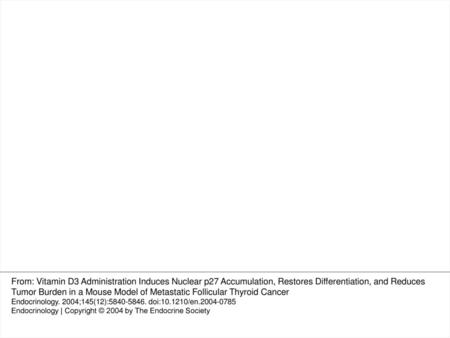 Fig. 3 Calcitriol (vitamin D3) enhances p27 accumulation in thyroid follicular carcinoma cells in vivo. WRO cells (5 × 106) cells were injected.