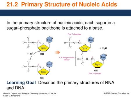 21.2 Primary Structure of Nucleic Acids