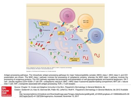 Antigen-processing pathways