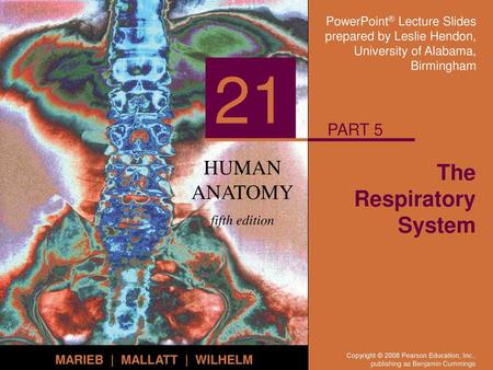 The Respiratory System