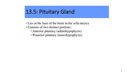 13.5: Pituitary Gland Lies at the base of the brain in the sella turcica Consists of two distinct portions: Anterior pituitary (adenohypophysis) Posterior.