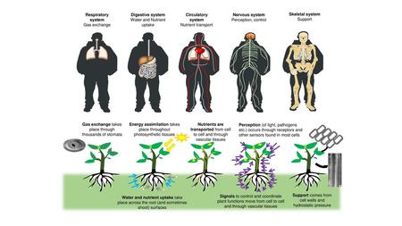 Water and Nutrient uptake Circulatory system Nutrient transport