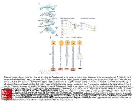 Nervous system development and reaction to injury. A