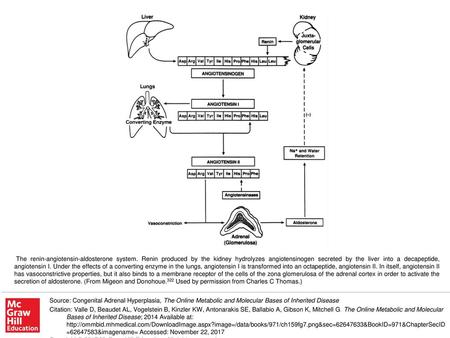 The renin-angiotensin-aldosterone system