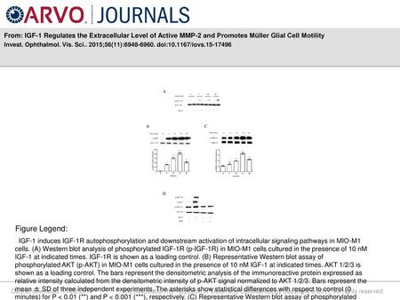 From: IGF-1 Regulates the Extracellular Level of Active MMP-2 and Promotes Müller Glial Cell Motility Invest. Ophthalmol. Vis. Sci.. 2015;56(11):6948-6960.