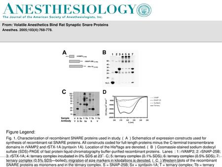 From: Volatile Anesthetics Bind Rat Synaptic Snare Proteins