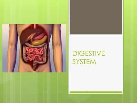 DIGESTIVE SYSTEM.