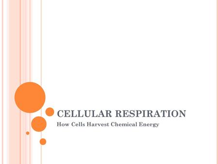 How Cells Harvest Chemical Energy