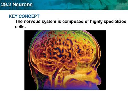 Neurons are highly specialized cells.