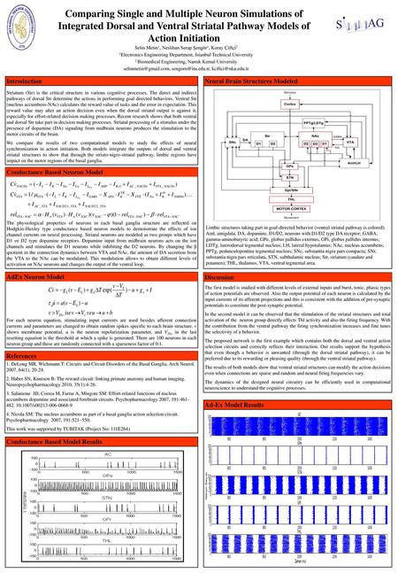 Comparing Single and Multiple Neuron Simulations of Integrated Dorsal and Ventral Striatal Pathway Models of Action Initiation Selin Metin1, Neslihan Serap.