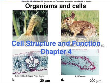 Cell Structure and Function