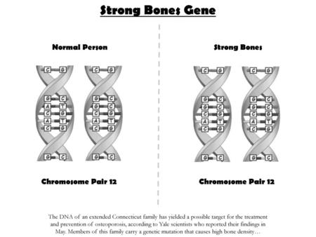 Strong Bones Gene Normal Person Strong Bones Chromosome Pair 12