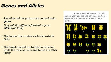 Genes and Alleles Scientists call the factors that control traits genes They call the different forms of a gene alleles (uh leelz). The factors that.