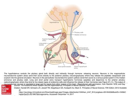 The hypothalamus controls the pituitary gland both directly and indirectly through hormone- releasing neurons. Neurons in the magnocellular neuroendocrine.