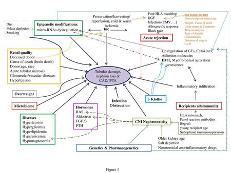 Epigenetic modifications; micro-RNAs dysregulation