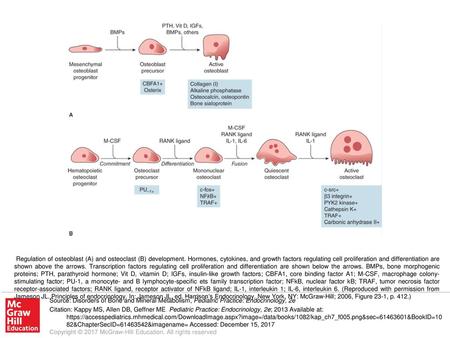 Regulation of osteoblast (A) and osteoclast (B) development