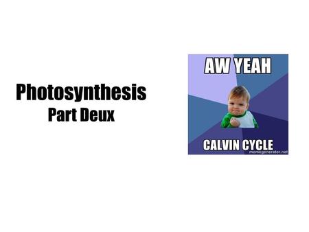 Photosynthesis Part Deux