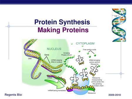 Protein Synthesis Making Proteins