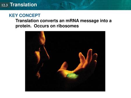 12.3 KEY CONCEPT Translation converts an mRNA message into a protein. Occurs on ribosomes.