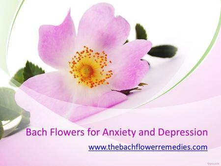 Bach Flowers for Anxiety and Depression - www.thebachflowerremedies.com	