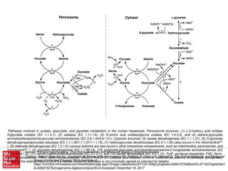 Pathways involved in oxalate, glyoxylate, and glycolate metabolism in the human hepatocyte. Peroxisomal enzymes: (1) L-2-hydroxy acid oxidase A/glycolate.