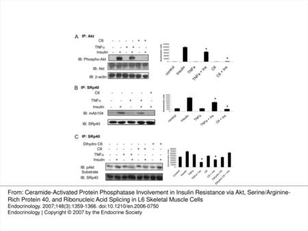 Fig. 1. TNFα and C6 ceramide blocked insulin-mediated phosphorylation of Akt and SRp40. A, L6 cells were pretreated with TNFα (150 ng/ml, 30 min) or C6.