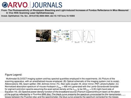 From: The Photosensitivity of Rhodopsin Bleaching and Light-Induced Increases of Fundus Reflectance in Mice Measured In Vivo With Scanning Laser Ophthalmoscopy.