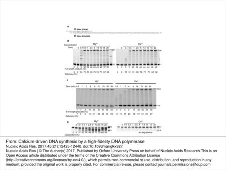 From: Calcium-driven DNA synthesis by a high-fidelity DNA polymerase