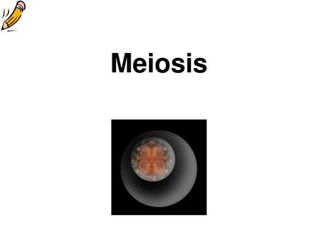 Meiosis.