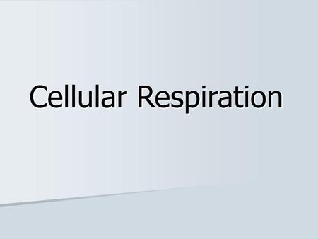 Cellular Respiration.