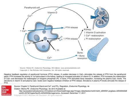 Negative feedback regulation of parathyroid hormone (PTH) release