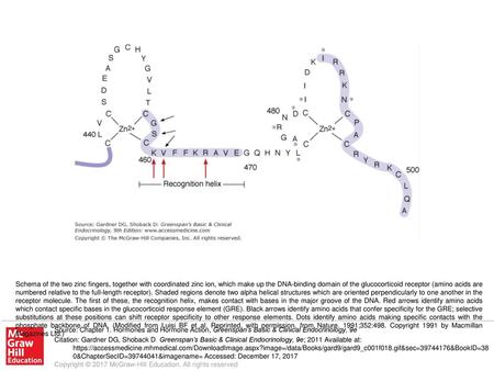 Schema of the two zinc fingers, together with coordinated zinc ion, which make up the DNA-binding domain of the glucocorticoid receptor (amino acids are.