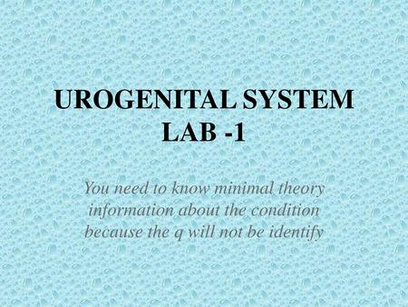 UROGENITAL SYSTEM LAB -1