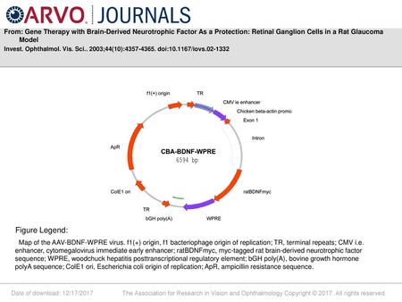 From: Gene Therapy with Brain-Derived Neurotrophic Factor As a Protection: Retinal Ganglion Cells in a Rat Glaucoma Model Invest. Ophthalmol. Vis. Sci..