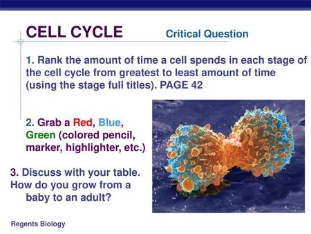 CELL CYCLE. Critical Question 1