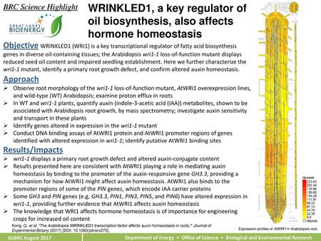 BRC Science Highlight WRINKLED1, a key regulator of oil biosynthesis, also affects hormone homeostasis Objective WRINKLED1 (WRI1) is a key transcriptional.