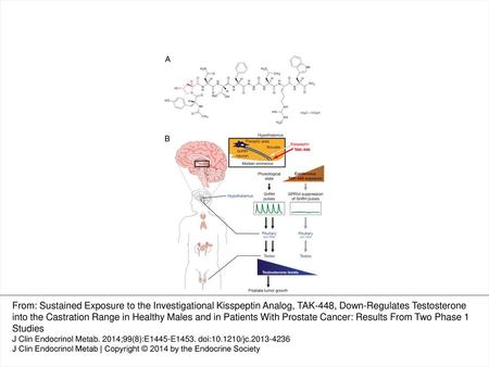 Figure 1. TAK-448 structure (A) and effect on the hypothalamic-pituitary-gonadal axis (B). At the normal physiological state, GnRH pulses in the hypothalamus.