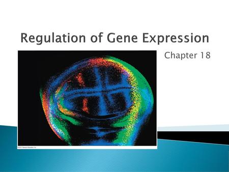 Regulation of Gene Expression