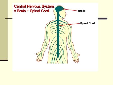 Cerebrum The adult brain has six major regions. The cerebrum is the largest region, controlling conscious thought, complex movements, and memory.