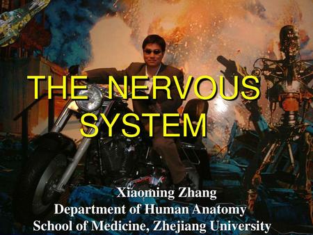 THE NERVOUS SYSTEM Xiaoming Zhang Department of Human Anatomy