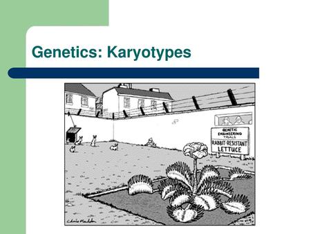 Genetics: Karyotypes.