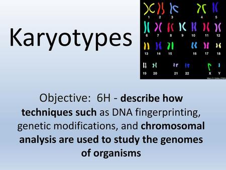 Karyotypes Objective: 6H - describe how techniques such as DNA fingerprinting, genetic modifications, and chromosomal analysis are used to study the genomes.