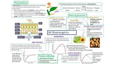 B4 Bioenergetics Photosynthesis Plant use glucose for: