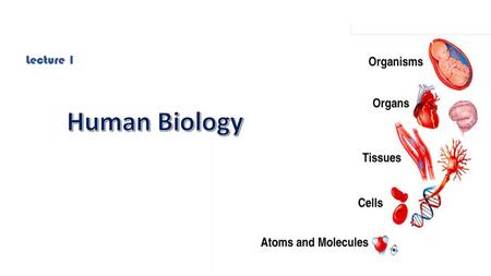 Lecture 1 Human Biology.