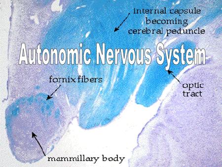 Autonomic Nervous System