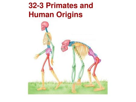 32-3 Primates and Human Origins