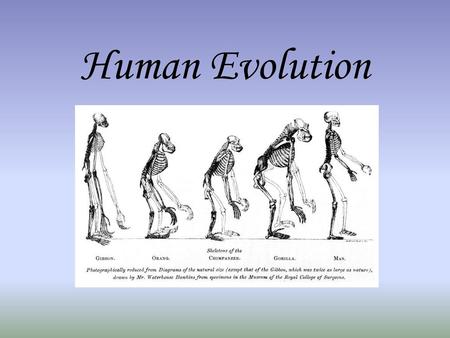 Human Evolution.